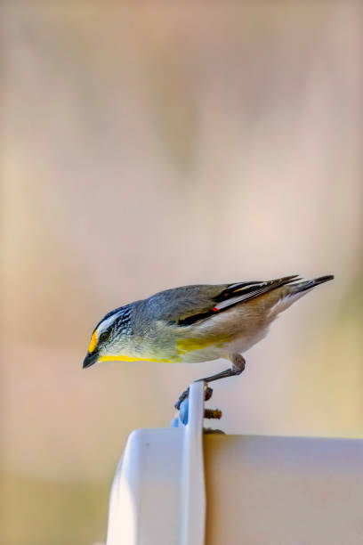 pardalote stretto (pardalotus striatus) - straited foto e immagini stock