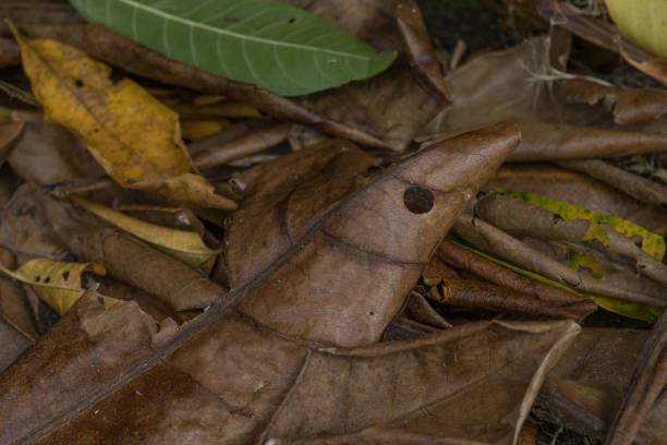 istock foliage leaves as a texture or background 1358348010