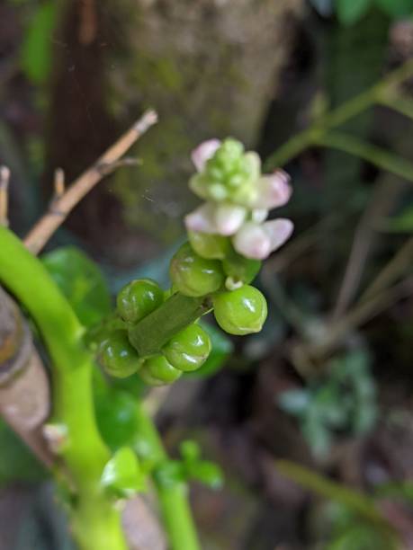istock Green of nature 1358349018