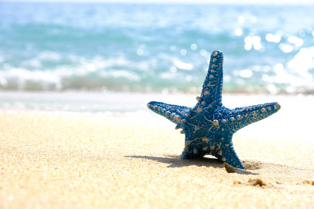 estrella de mar y ola de agua azul mar increíble en las islas del mundo - cayman islands fotografías e imágenes de stock