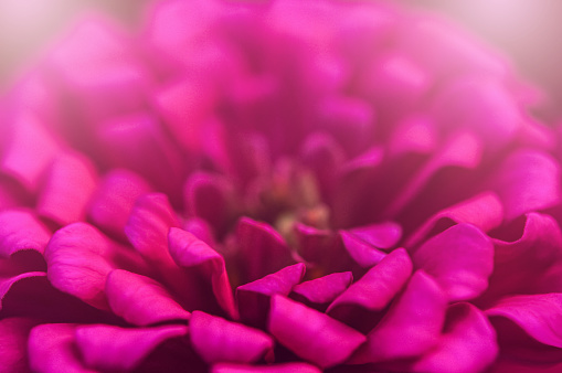 Close up of a pink flower, in full frame