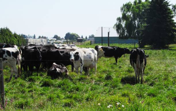 istock Cute dairy cows grazing in the farm field 1358351946