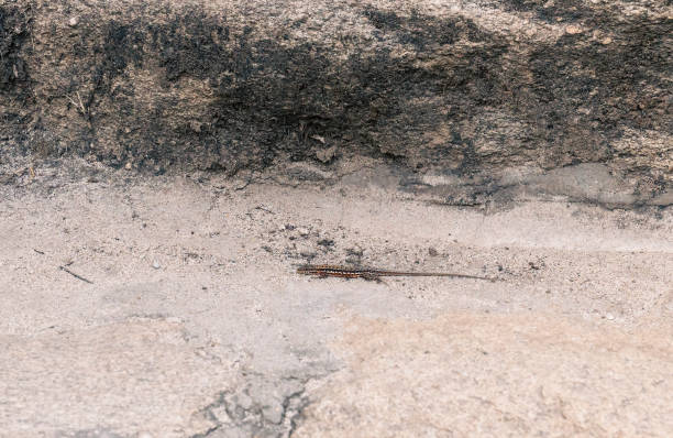 Little lizard on the stone in natural park
