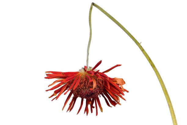 istock wilted gerbera flower isolated on white background 1358352896