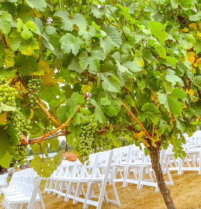 August 7, 2021 Vineyard, La Center, Washington. The vineyard made for a beautiful wedding setting on this day of celebration.