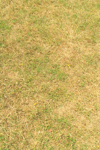 istock Close up dry grass floor on hot summer weather 1358358009