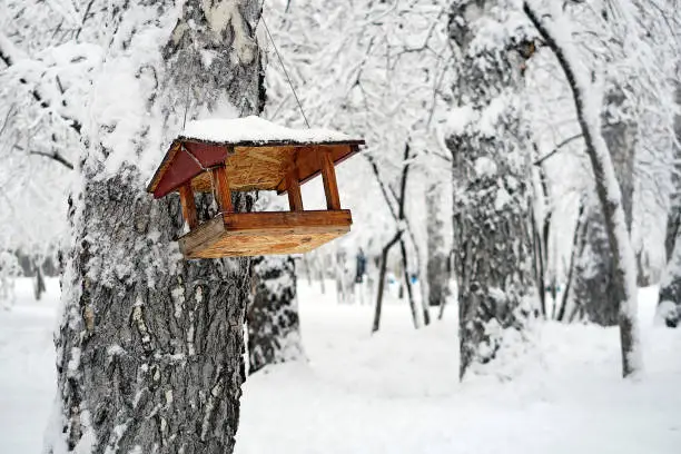 Wooden Bird Feeder in the Winter Park