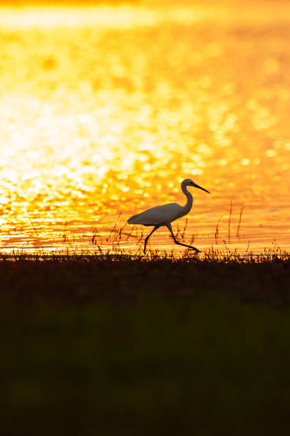istock A great egret feeding on a lake during sunset. 1358358776
