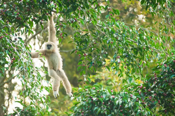 A Lar Gibbon or White-handed Gibbon feeding the fig tree, ripe fig fruits in season, winter morning. Khao Yai National Park, Thailand, UNESCO World Heritage Site. Blurred motion.