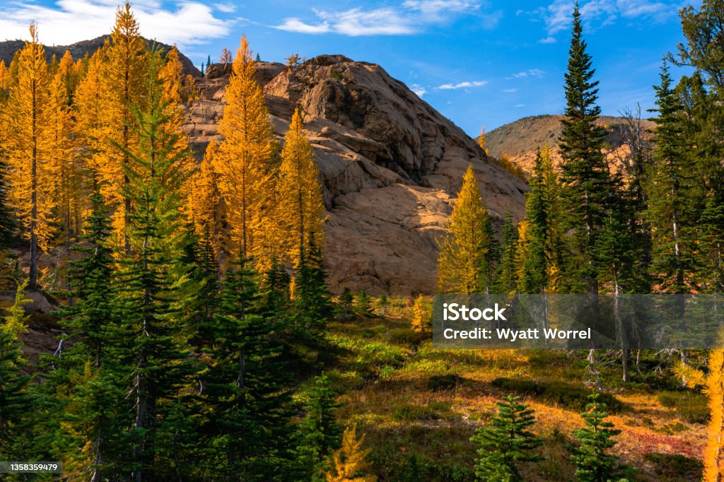 Red Rocky Peak Surrounded by Autumn Forest Scene with Golden Larches Dramatic Lighting A red rock peak is surrounded by golden larch and green fir trees in the headlight basin (Washington) light filters through the forest creating a dramatic effect on the rocks and autumn foliage in the Cascade mountains. Larch Tree Stock Photo