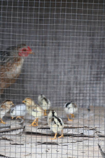istock chickens and chicks in a trellis cage 1358363409