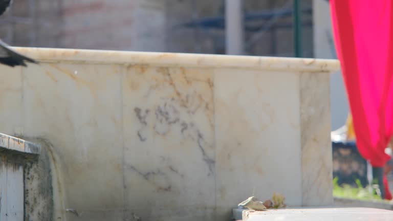 4k video of pigeons, birds doves flying from marble stone,
