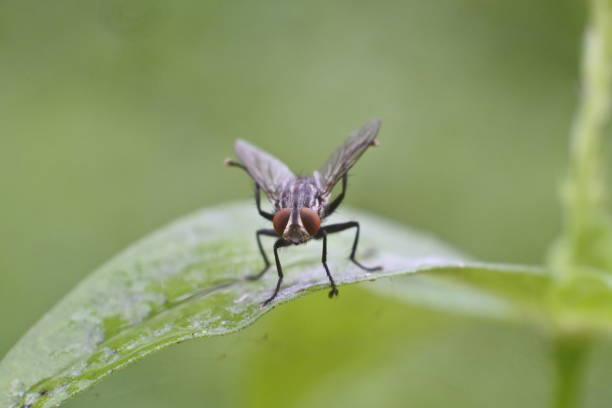A close-up of a housefly surrounded by Acacia dealbata leaves. Macrophotography of a fly perched on a blade of grass among the leaves of an acacia tree. Animal Closeup. Copy space