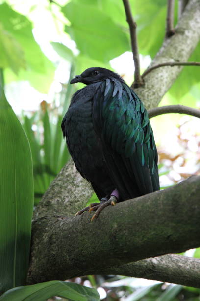 istock A Nicobar Pigeon perched on a branch at Jersey Zoo 1358366082