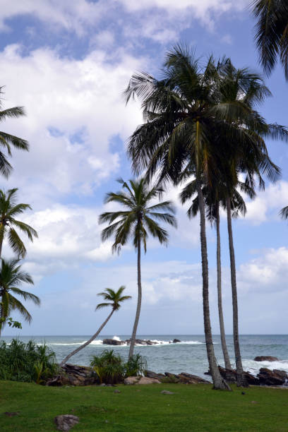 istock Sri Lanka, Indian ocean, beach, palm trees, ocean, coconut 1358366189
