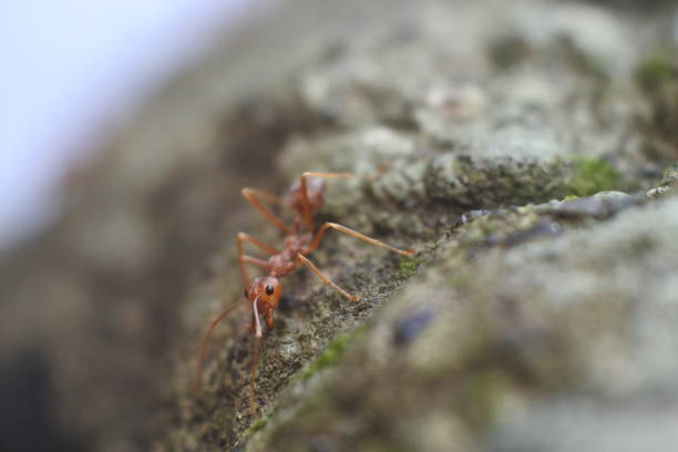 istock Rangrang ants or clams (Oecophylla) are rather large ants that are known to have a high ability to form webbing for their nests. weaver ant. insects photos. 1358366290
