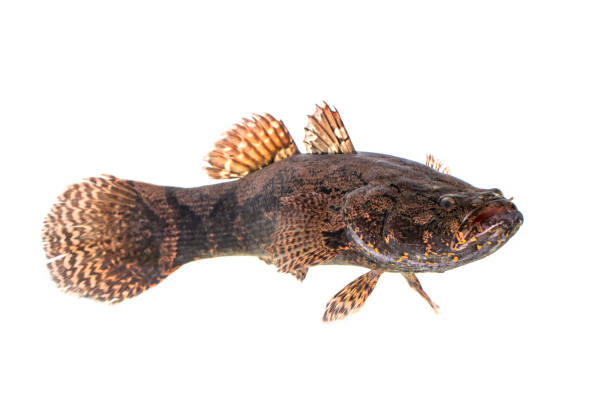 istock Image of fresh goby fish on a white background. Aquatic animals. 1358367178