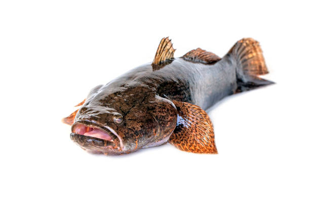 istock Image of fresh goby fish on a white background. Aquatic animals. 1358367183