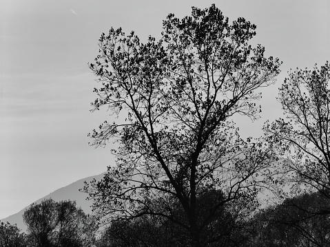 Grayscale of tree silhouette on the background of mountains