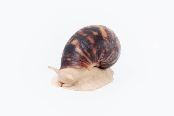 istock Giant African land snail isolated on white background on white 1358374125