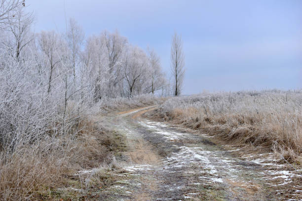 The picture shows a field and a road between tall trees and a field.