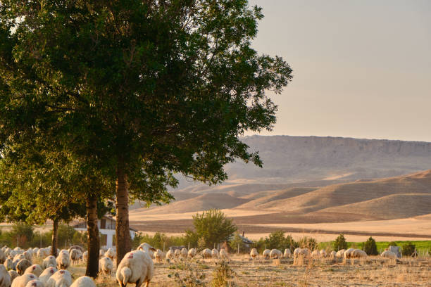 istock Groups of sheeps and lambs, 1358374418