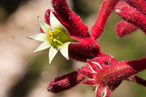 Kangaroo paw is the common name of an Anigozanthos that are endemic to the south-west of Western Australia.  The tubular flowers are coated with dense hairs and open at the apex with six claw-like structures, and it is from this paw-like formation that the common name \