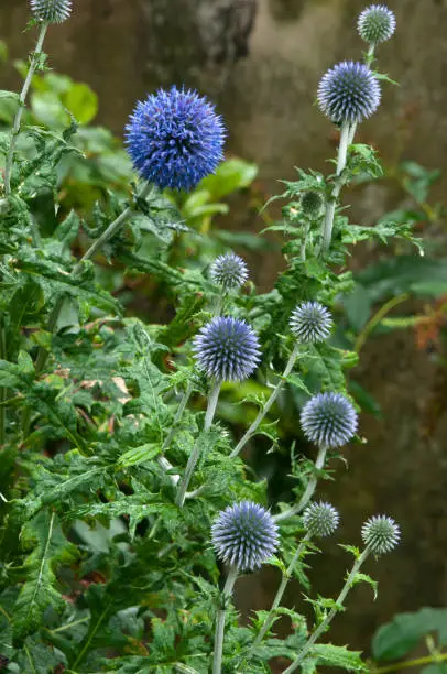 Echinops ritro, the southern globethistle, is native to southern and eastern Europe. Echinops ritro is a compact, bushy herbaceous perennial thistle, with broad prickly leaves and bearing globes of steel-blue flowers.