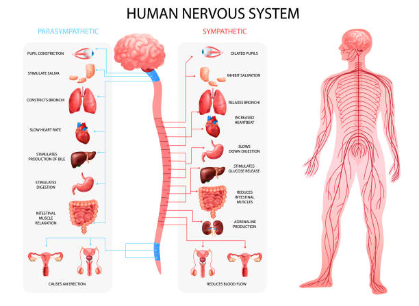 Nervous System Realistic Chart Human body nervous system sympathetic parasympathetic charts with realistic  organs depiction and anatomical terminology vector illustration human nervous system stock illustrations
