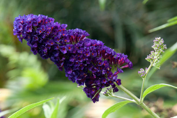 Purple flowerhead of a  buddleja davidii 'black knight' bush Buddleja davidii also called summer lilac, butterfly-bush, or orange eye, is  native to Sichuan and Hubei provinces in central China, and also Japan. buddleia blue stock pictures, royalty-free photos & images