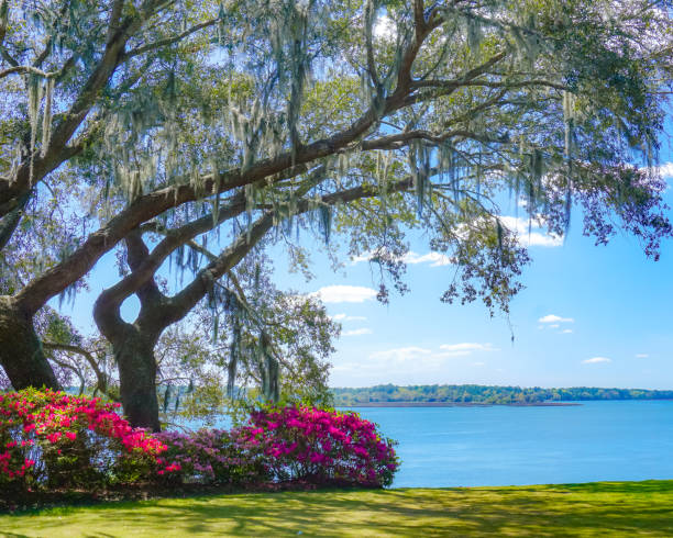 istock Springtime in Bluffton, South Carolina 1358386017