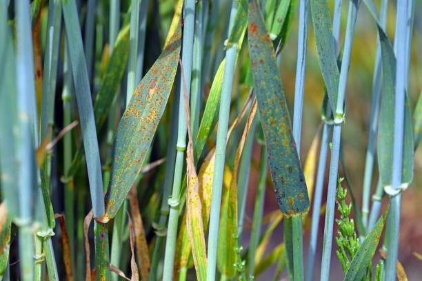 istock Stem rust, also known as cereal rust, black rust, red rust or red dust, is caused by the fungus Puccinia graminis, which causes significant disease in cereal crops 1358387547