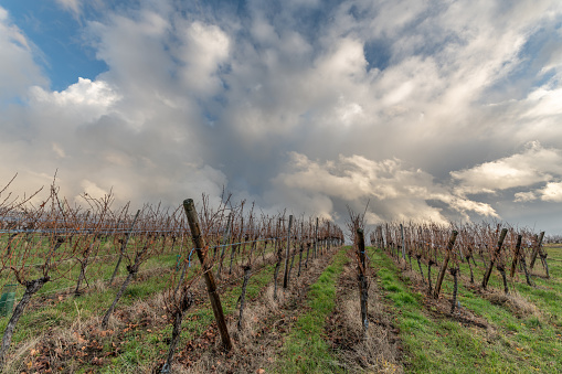 Landscape of the vineyard in rainy weather in late autumn. Wine route in Alsace. France.