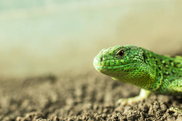 retrato de un lagarto verde que descansa en el suelo - lacerta agilis fotografías e imágenes de stock