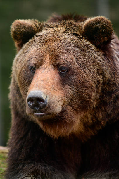 istock Brown bear is a wild and dangerous animal, resting after a walk. 1358391702