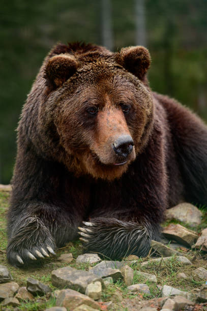 Big brown bear lying, big forest predator close up, big paw and sharp claws.