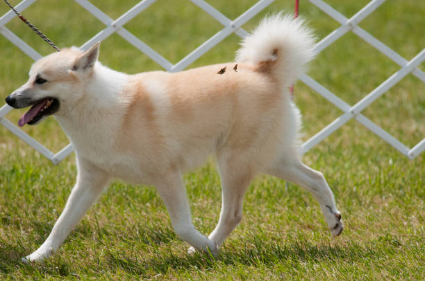 Norwegian Buhund in dog show ring at a New York dog show