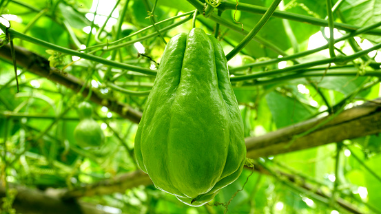 chayote or sechium edule is a green leafy vine that is easy to grow in tropical climates. the fruit and young leaves of this plant are commonly used as vegetables.