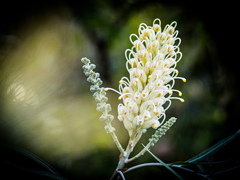 Horizontal closeup photo of leaves, buds and white flowers with yellow tips growing on a Grevillea bush in Spring. Soft focus background