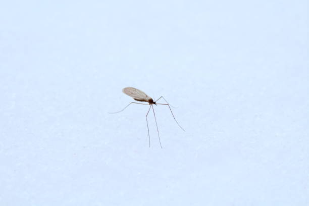 moustique dans la neige en décembre. russie, 2017. - winter close up nature macro photos et images de collection