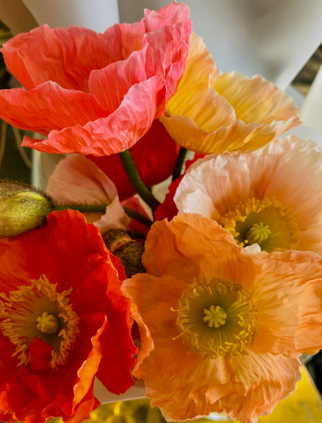 istock Orange Poppy Flowers 1358402366