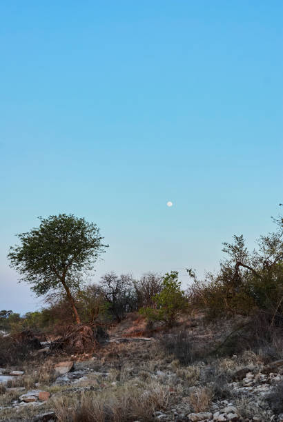 istock Romantic dry african Landscape in golden light during sunset 1358402430