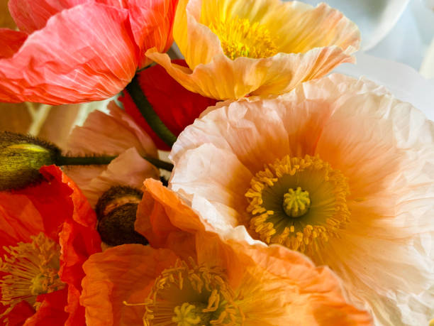 istock Orange Poppy Flowers 1358402462