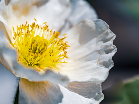 Poppy flower photographed against the sun.