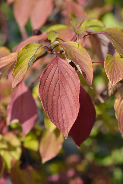 istock Giant dogwood 1358403561