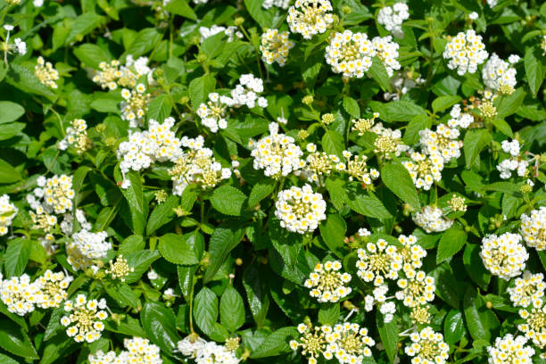 strauchverbenen blume - invasive specie stock-fotos und bilder