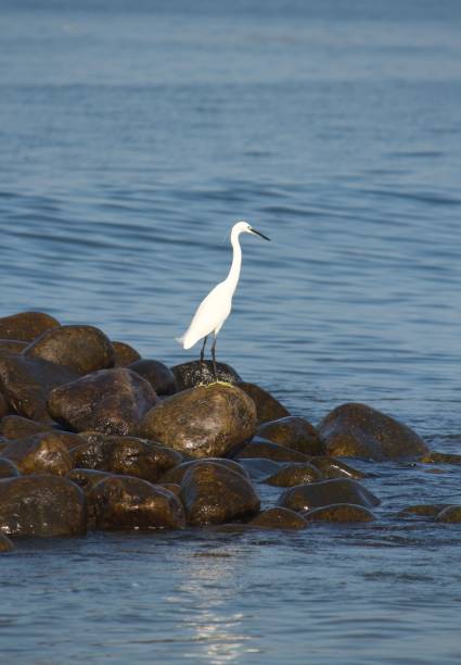 istock white crane on the rock by the sea 1358403652