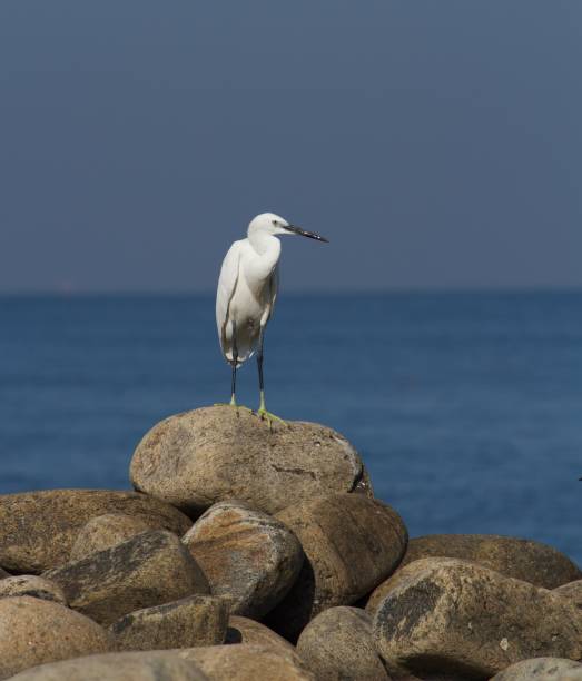 istock white crane on the rock by the sea 1358403692