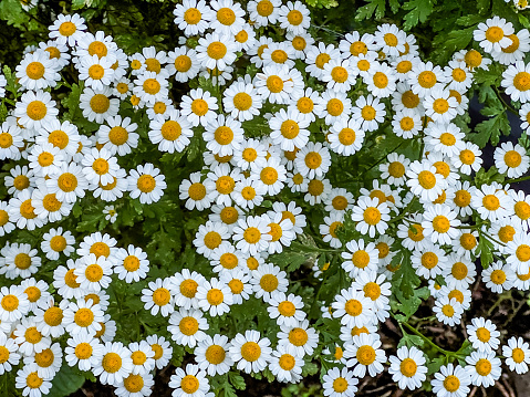 Horizontal high angle closeup photo of flowering Pyrethrum plants with green leaves and white flowers with a yellow centre, growing in an organic garden in Summer