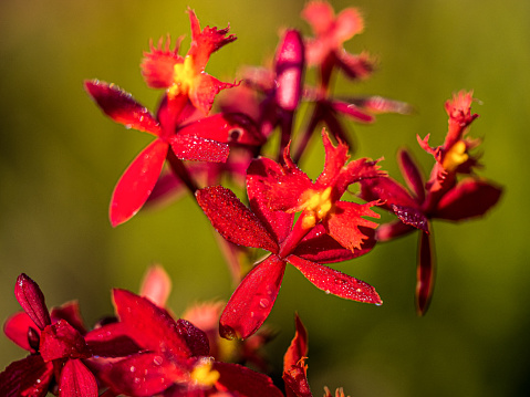 Horizontal closeup photo of a vibrant red flowering Crucifix Orchid growing uncultivated in the sub-tropical rainforest in Byron Bay, north coast NSW. Soft focus background